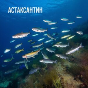 АСТАКСАНТИН - ПОЛЬЗА для здоровья человека.